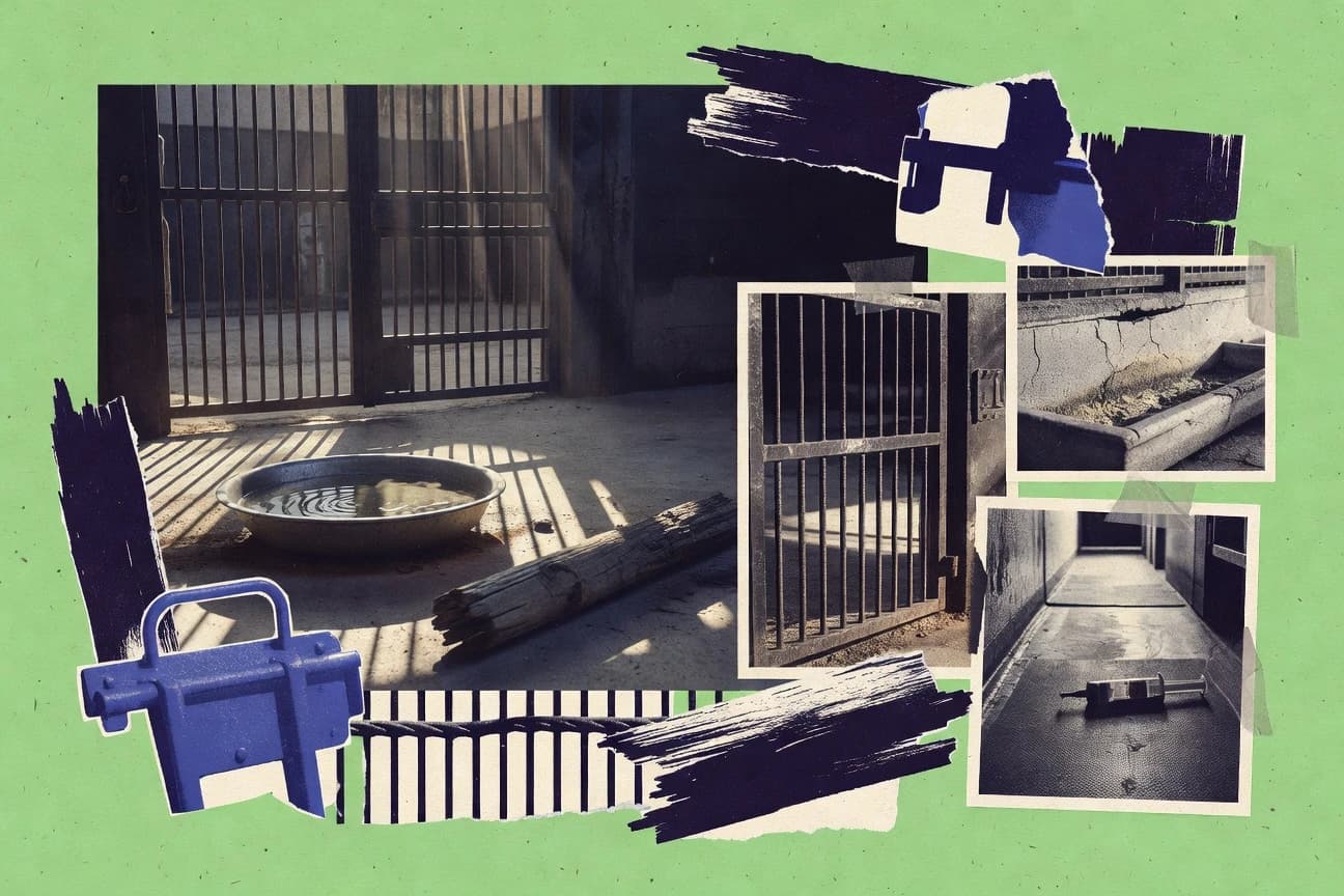 Zoo Animal Abuse Statistics