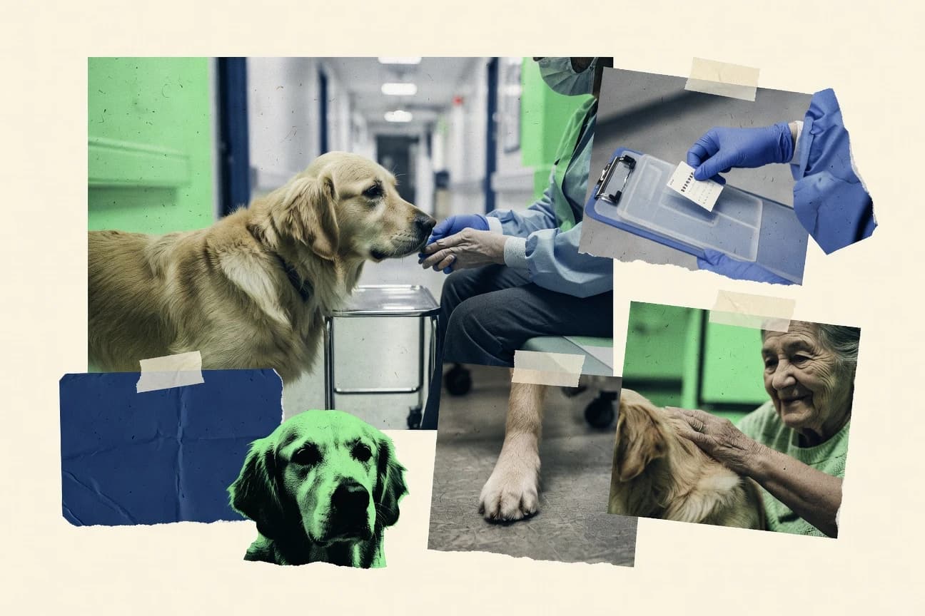 Pet Therapy Statistics