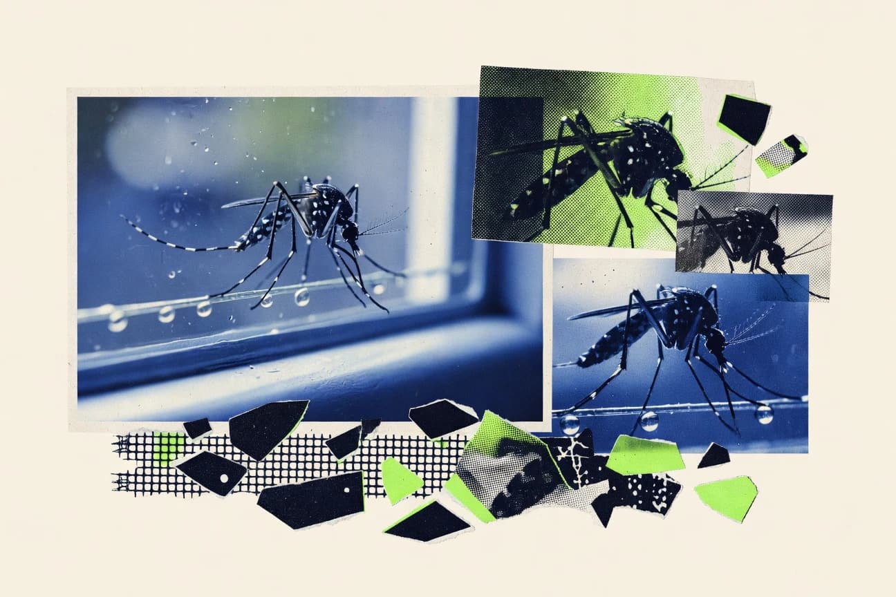 Mosquito Statistics