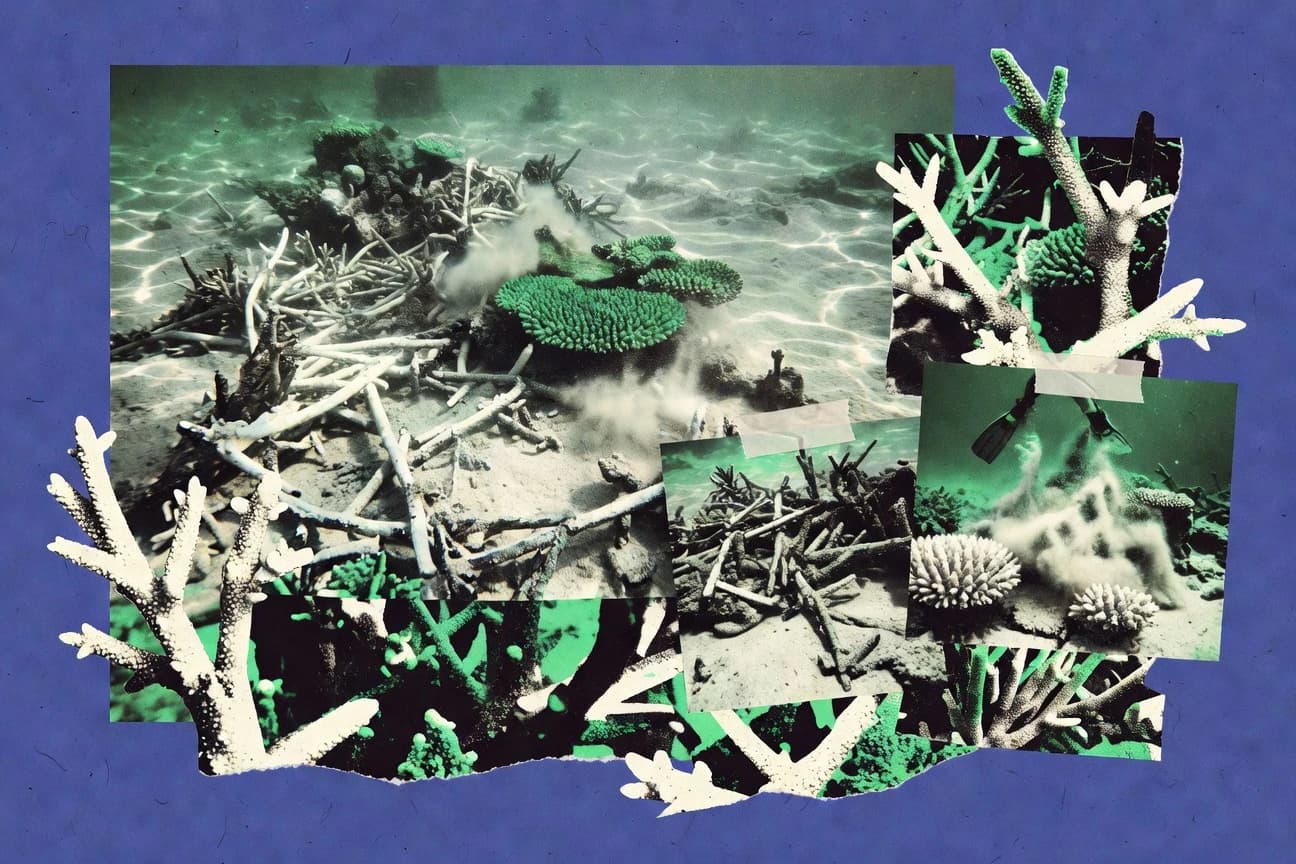 Coral Reef Destruction Statistics