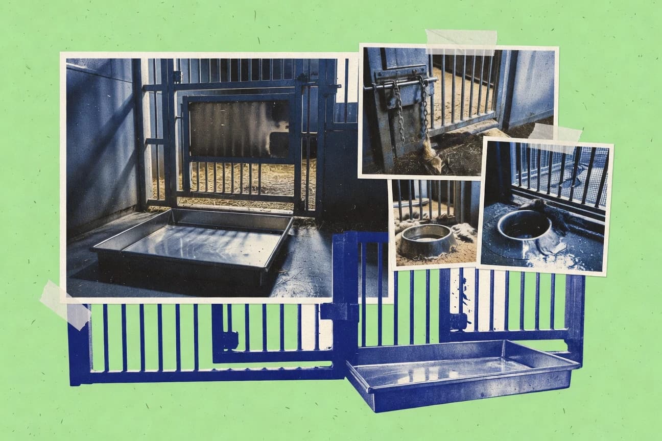 Animal Abuse In Zoos Statistics