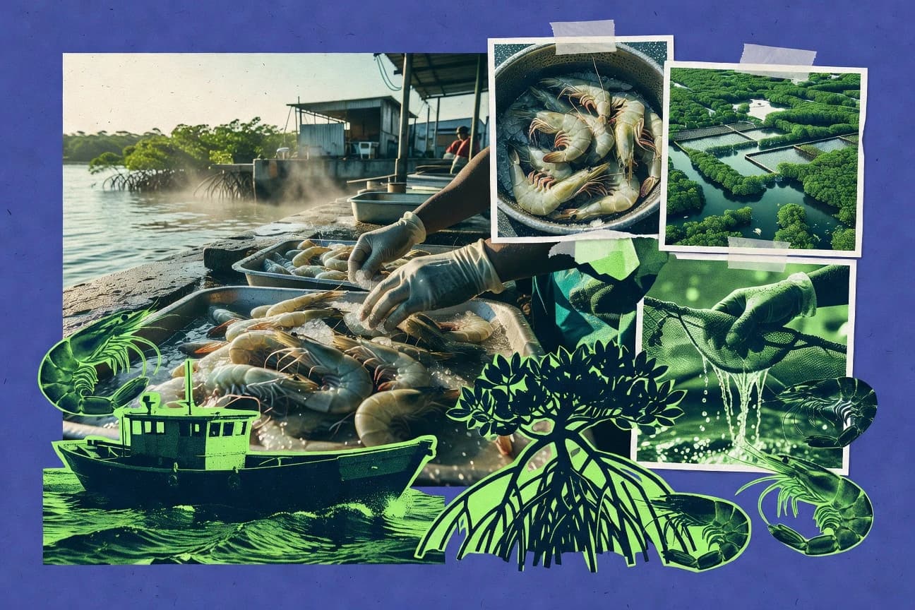 Ecuador Shrimp Industry Statistics