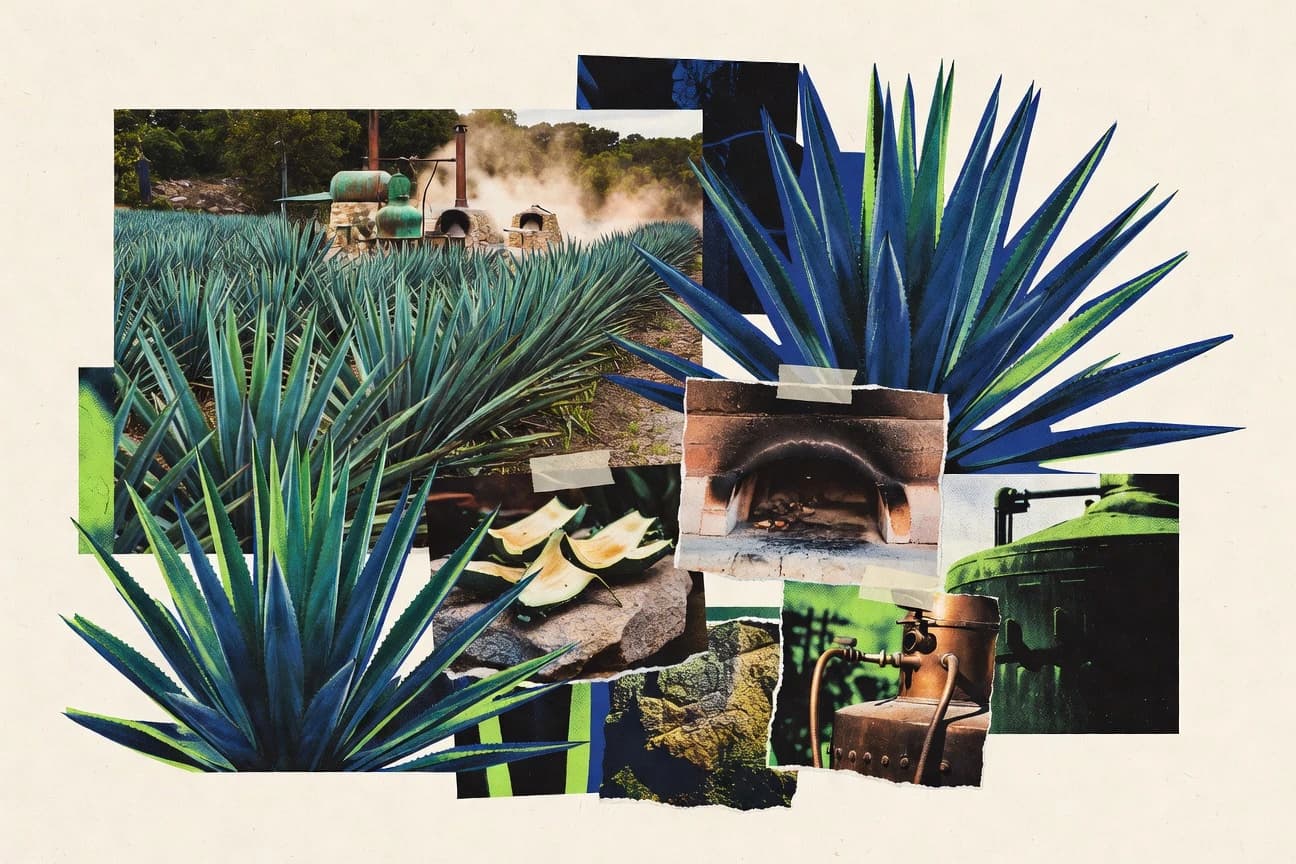 Agave Tequila Industry Statistics