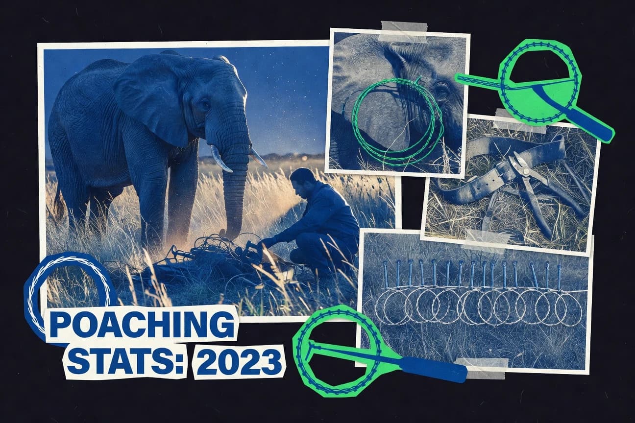 Elephant Poaching Statistics