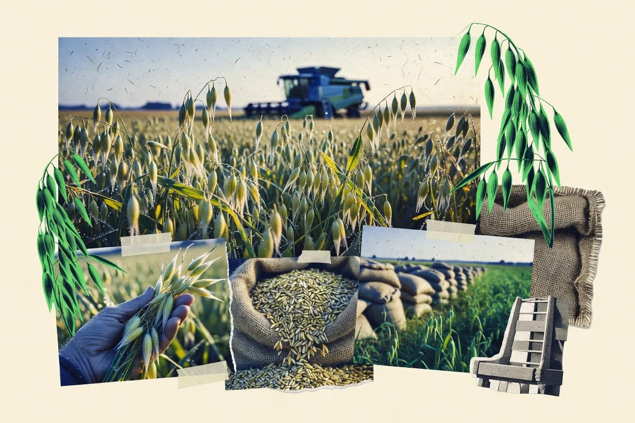 Oat Industry Statistics