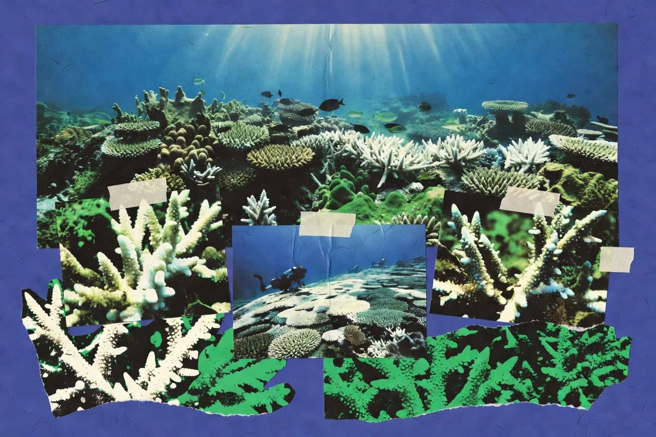 Coral Reef Bleaching Statistics